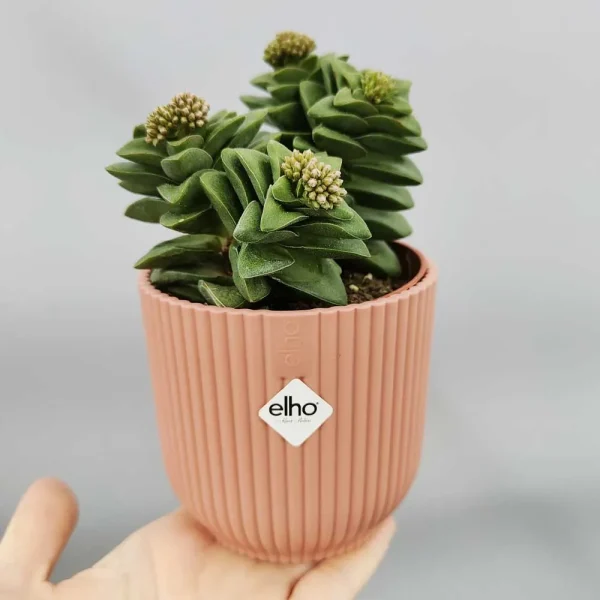 Crassula springtime