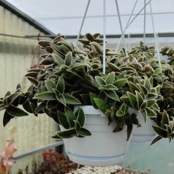 Cyanotis somaliensis