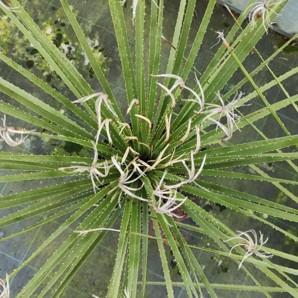 Dasylirion serratifolium - immagine 3