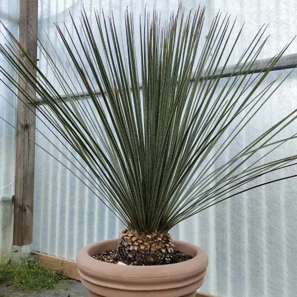 Dasylirion wheeleri