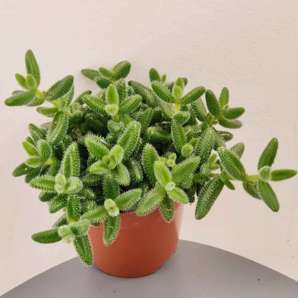Delosperma echinatum