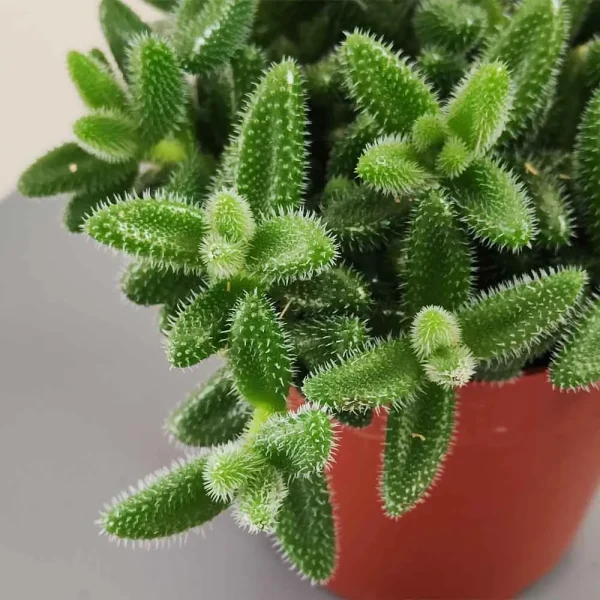 Delosperma echinatum - immagine 2