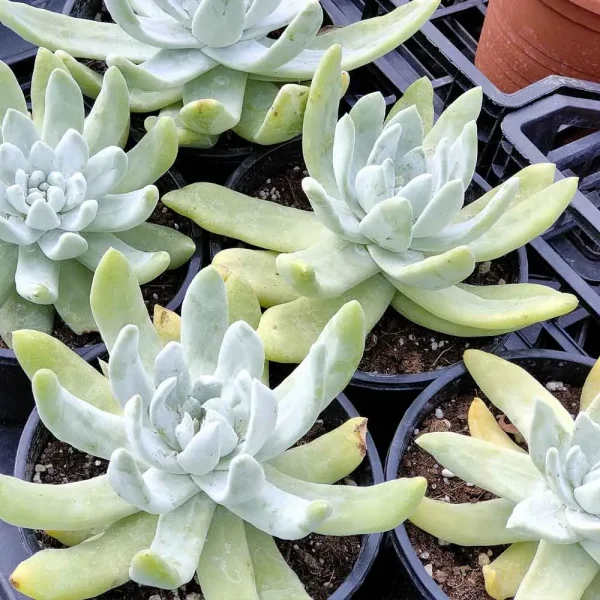 dudleya - immagine 2