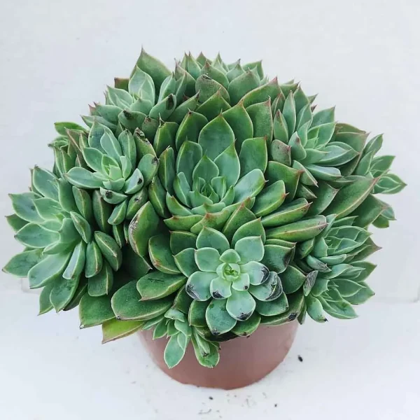 Echeveria Secunda - immagine 2