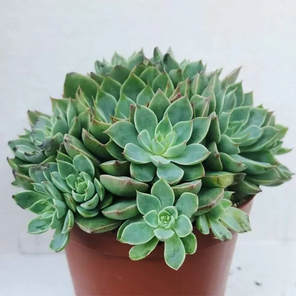Echeveria Secunda