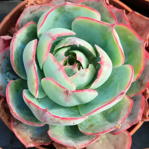 Echeveria afterglow - immagine 2