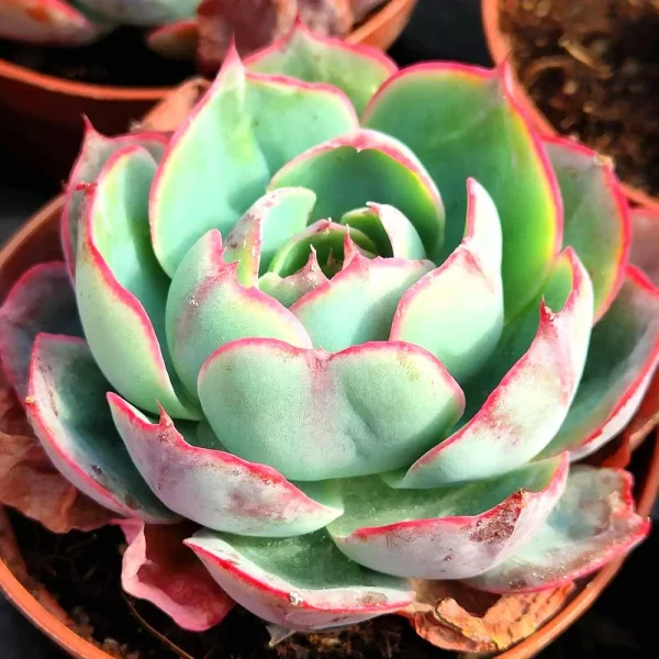 Echeveria afterglow