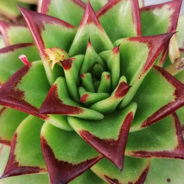 Echeveria agavoides “lipstick” - immagine 2