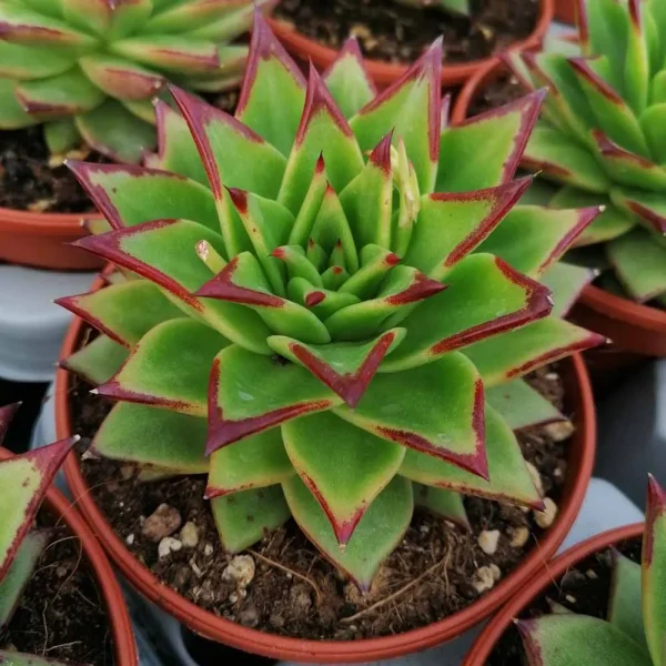 Echeveria agavoides “lipstick”
