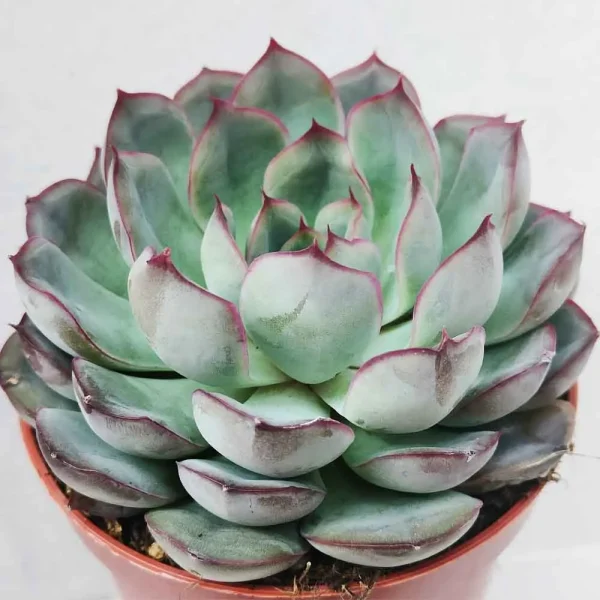 Echeveria Apus - immagine 2