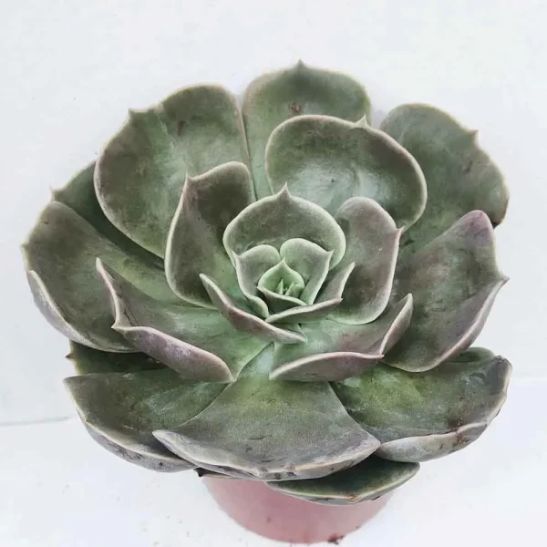 Echeveria ‘Brown rose’