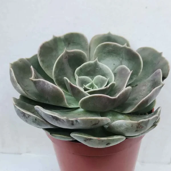Echeveria ‘Brown rose’ - immagine 2