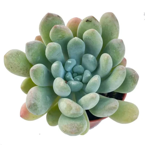 Echeveria Cana