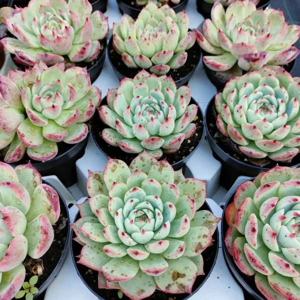 Echeveria chihuahuaensis - immagine 3