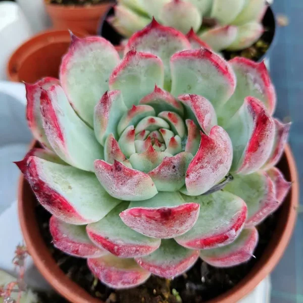 Echeveria chihuahuaensis