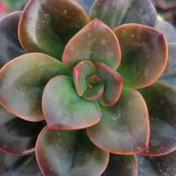 Echeveria chroma - immagine 2