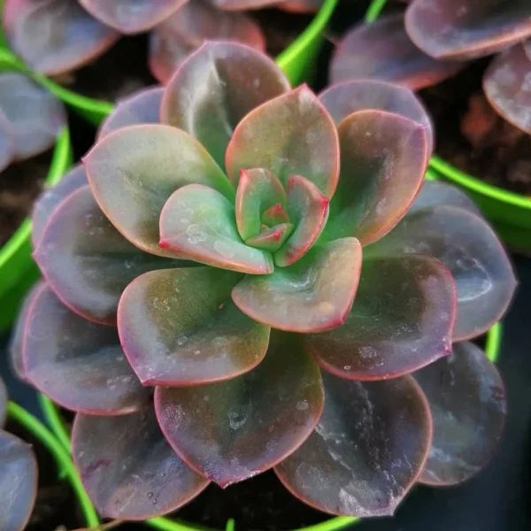 Echeveria chroma