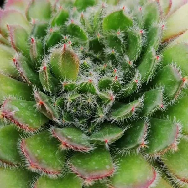 Echeveria setosa v. ciliata