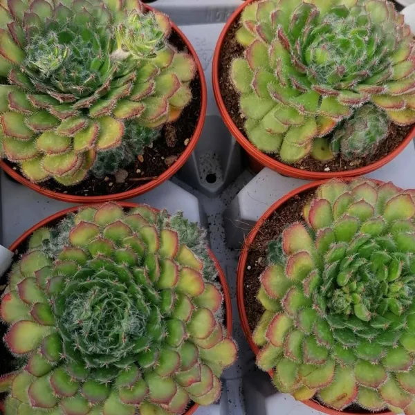 Echeveria setosa v. ciliata - immagine 3