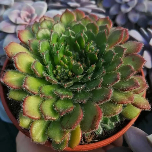 Echeveria setosa v. ciliata - immagine 2