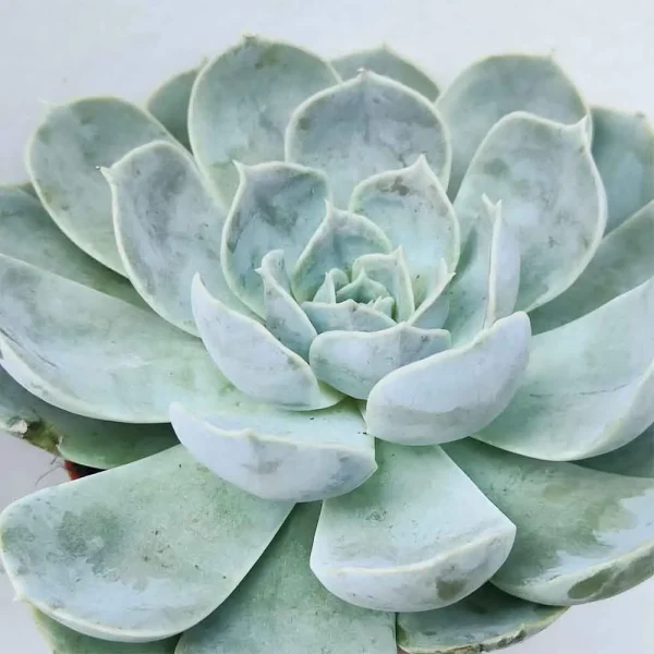 Echeveria Domingo - immagine 2