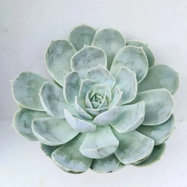 Echeveria Domingo