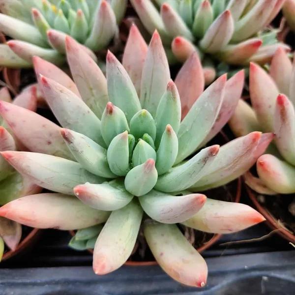 Pachyveria glauca