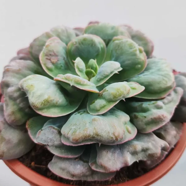 Echeveria ‘Heart’s delight’ - immagine 2