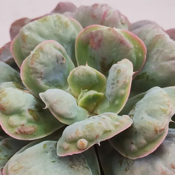 Echeveria ‘Heart’s delight’ - immagine 3