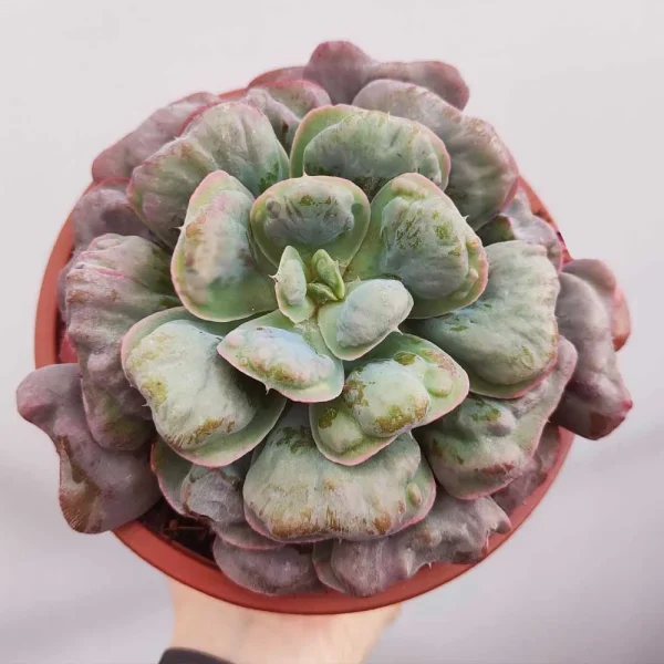 Echeveria ‘Heart’s delight’