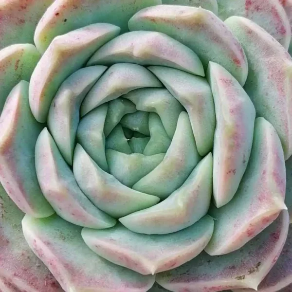 Echeveria hyalina