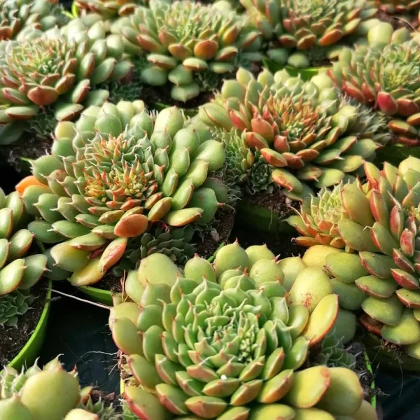 Echeveria Iona - immagine 2