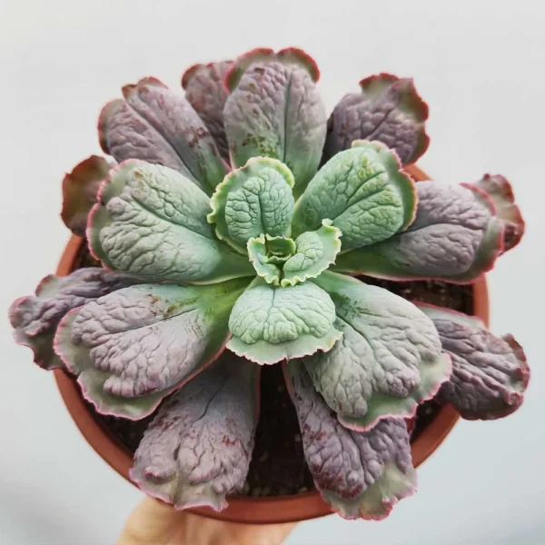 Echeveria ‘Linguas’