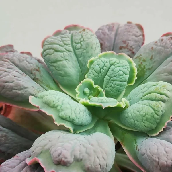Echeveria ‘Linguas’ - immagine 2