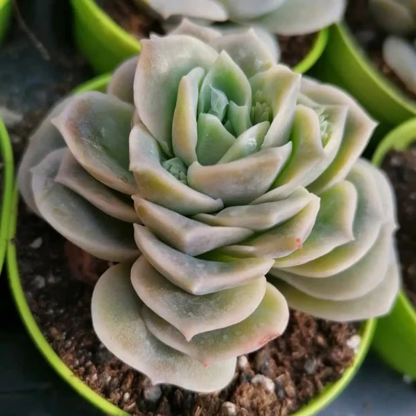 Echeveria lovely rose