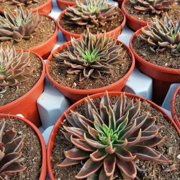 Echeveria lutea - immagine 3