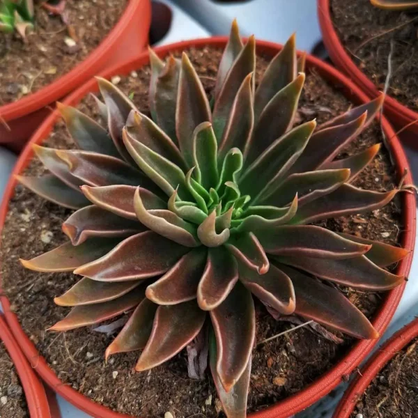 Echeveria lutea - immagine 2