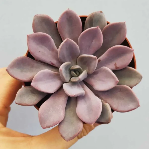 Echeveria ‘Monica’