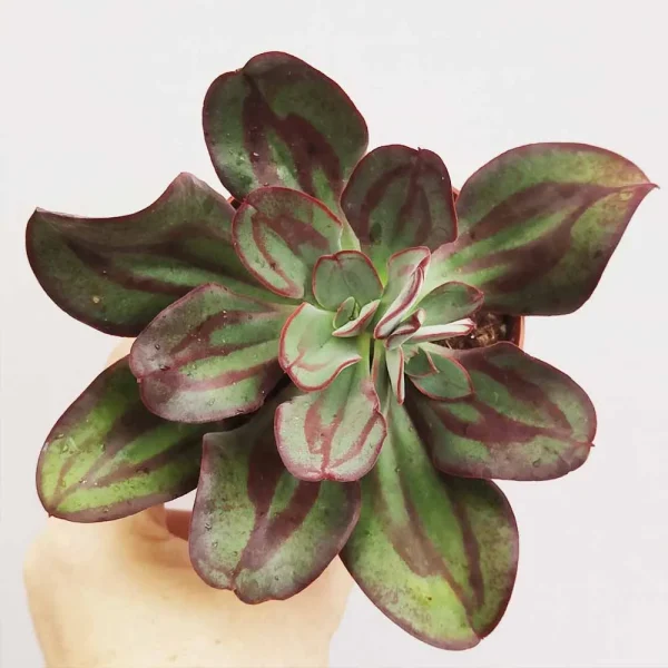 Echeveria nodulosa
