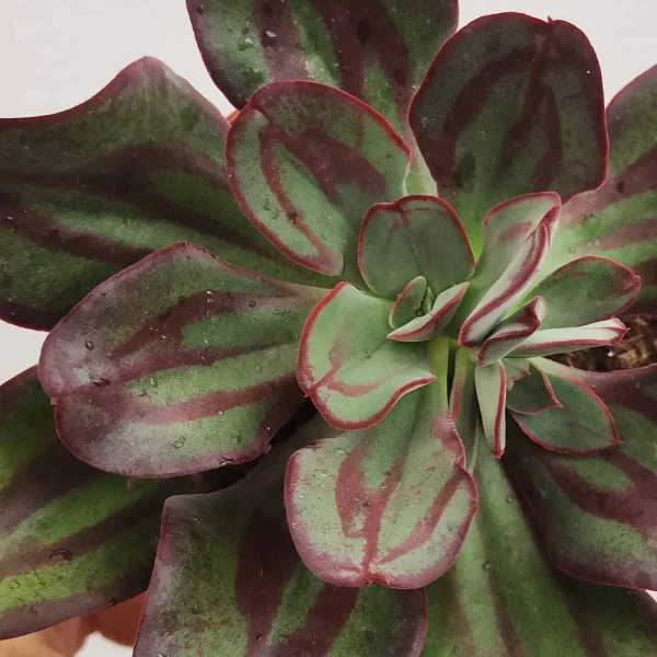 Echeveria nodulosa - immagine 2