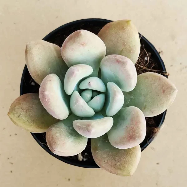 Echeveria opalina