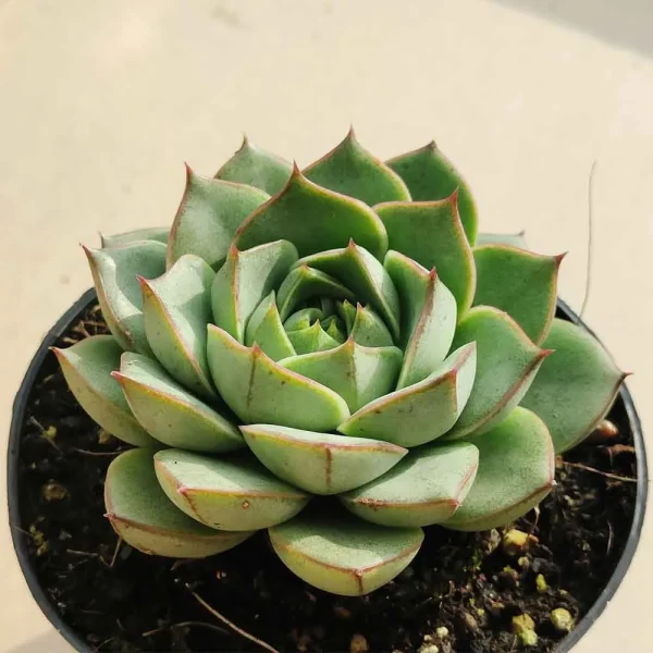 Echeveria Purpusorum ‘Green Gilva’