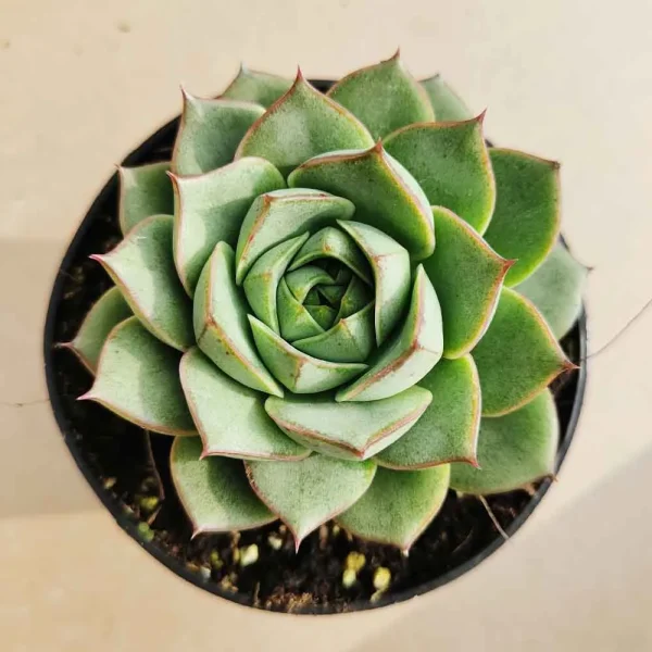 Echeveria Purpusorum ‘Green Gilva’ - immagine 2