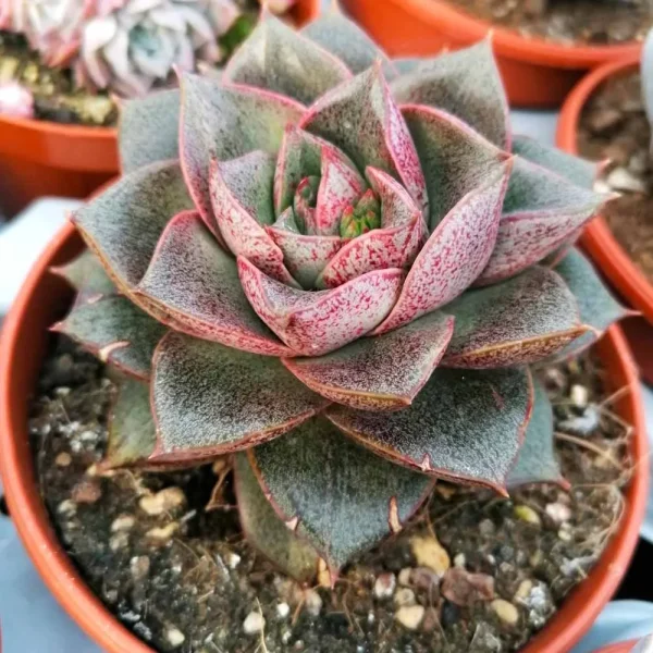 Echeveria purpusorum