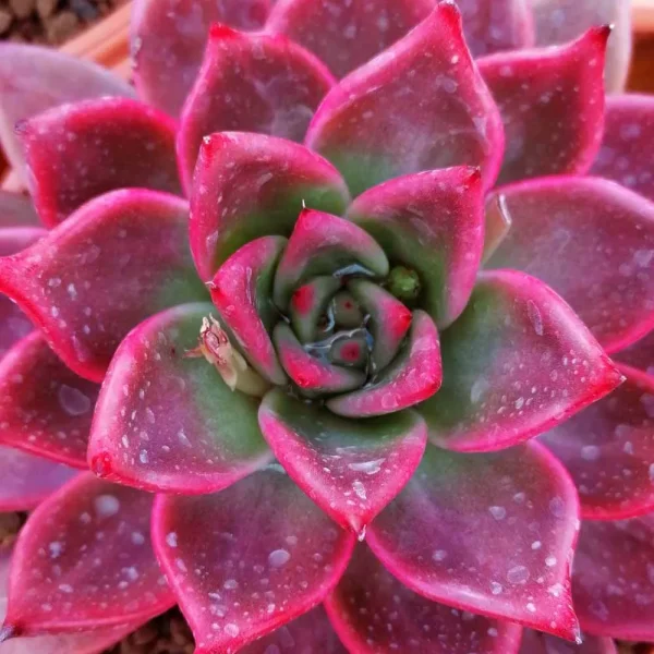 Echeveria agavoides “romeo”