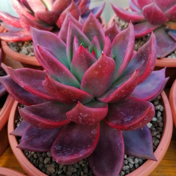 Echeveria agavoides “romeo” - immagine 2
