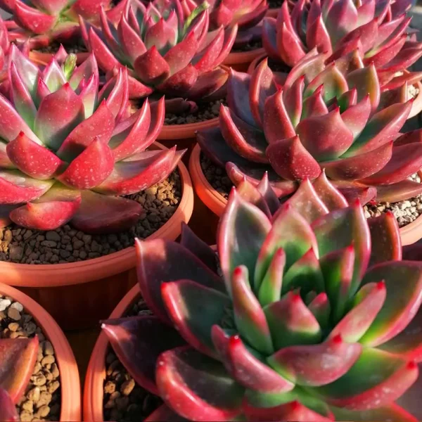 Echeveria agavoides “romeo” - immagine 3