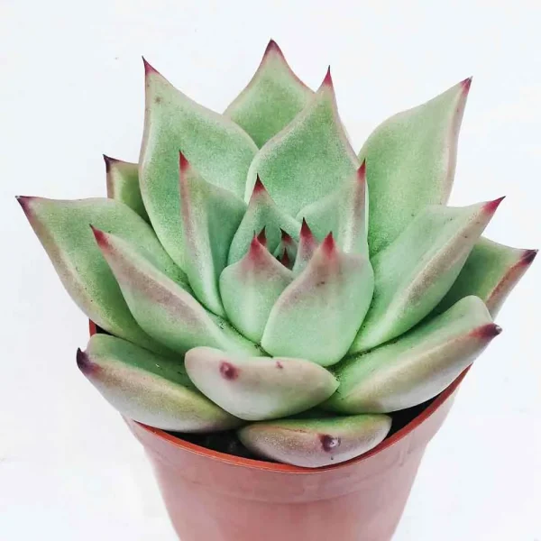 Echeveria agavoides “Sirius”