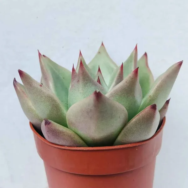 Echeveria agavoides “Sirius” - immagine 2