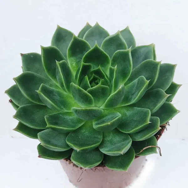 Echeveria Skat